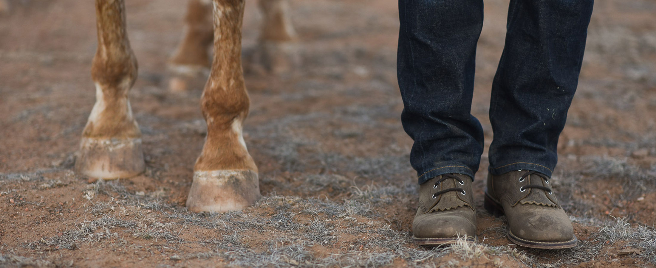 Red and white horse legs standing next to a human wearing jeans and brown lace-up Roper boots.